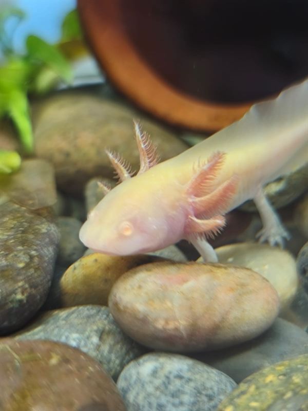 Ajolote leucístico rosado caminando sobre piedras de río en acuario