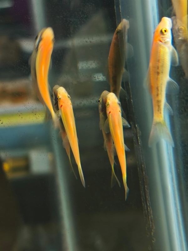 Come algas dorados adheridos al cristal del acuario
