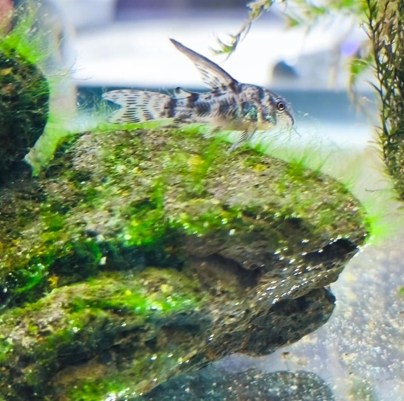 Corydora moteada nadando sobre una roca con musgo en acuario plantado
