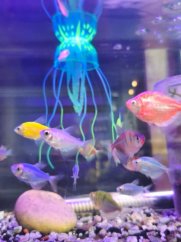 Tetras monja GloFish de colores en acuario con decoración de medusa