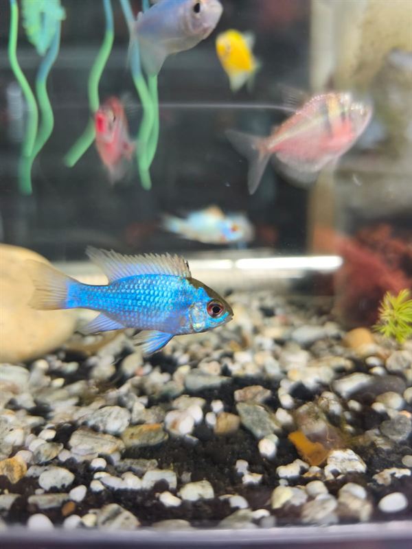 Ramirezi azul eléctrico nadando sobre grava en acuario
