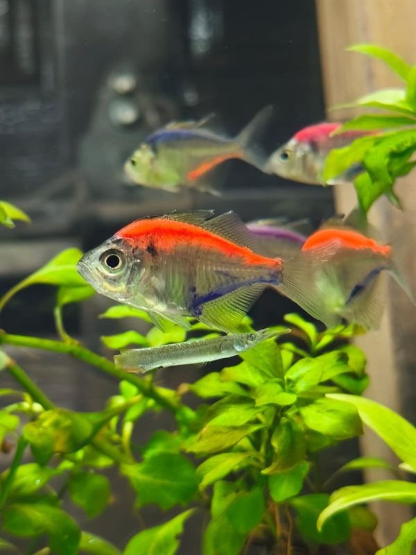 Tetras falda de colores con franja naranja nadando junto a plantas verdes