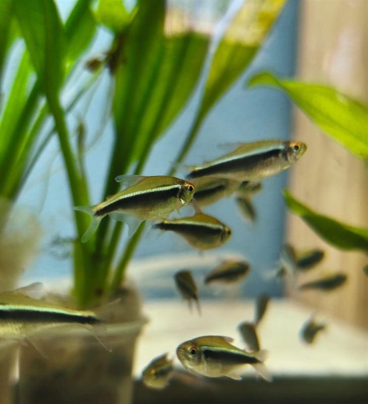 Cardumen de tetras neón negro entre plantas acuáticas